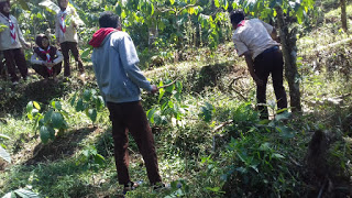 Jelajah Kawasan Lereng Muria Temukan Pohon Langka Nyaris Punah