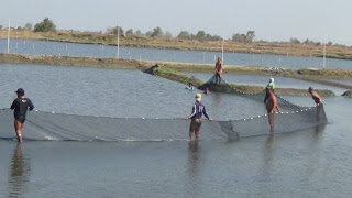 Ramai-ramai Memanen Ikan Bandeng