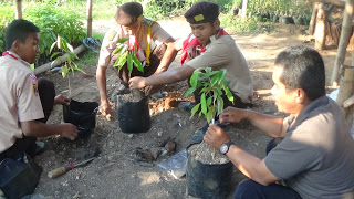 Tempel Tiga Batang Bibit Pohon Jadi Satu Dikenalkan Sako Pramuka Penegak FWP