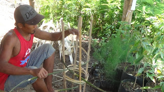 Menganyam Kerodong Pengaman Pohon untuk GOTAP