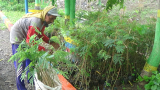 Warga Lingkungan TPA Mulai ”Pemanasan” Tanam Pohon