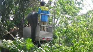 Antisipasi Pohon Tumbang di Musim Penghujan