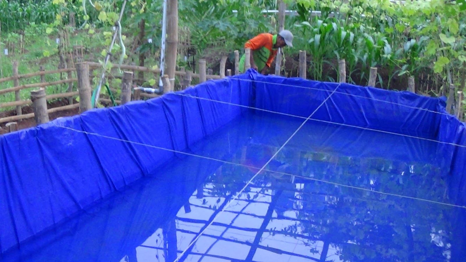 Samin News Kampus Kehidupan Berdayakan Kolam Ikan