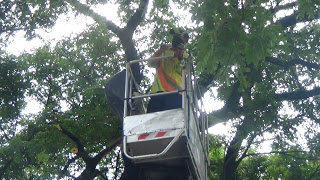 Rimbas Trembesi di Lokasi Penataan PKL