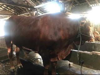 Sapi dengan Berat Lebih dari 1 Ton Hanya Ada di Pati