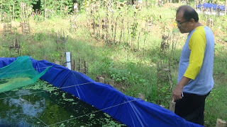 DKP Kembali Tebar Benih Ikan di Empang Kampus Kehidupan