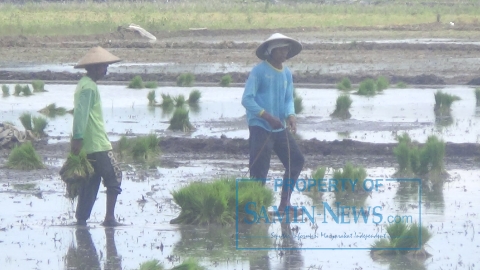 Hujan di Awal Tahun Berkah Bagi Para Petani