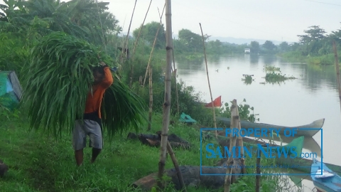 Ketinggian Air di Alur Kali Juwana Sedikt Menurun