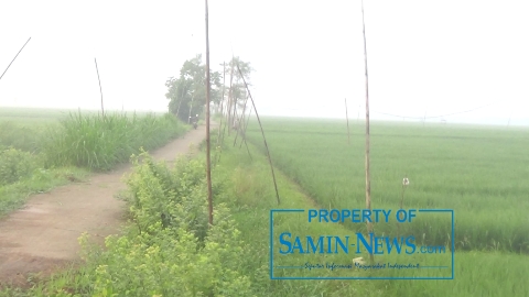 Warga di Pinggir Alur Kali Juwana Mulai Disibukkan Ancaman Serangan Hama Tikus