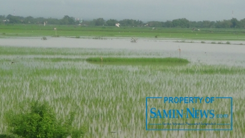 Tidak Semua Tertampung di Alur Kali, Ya Merendam Tanaman Padi