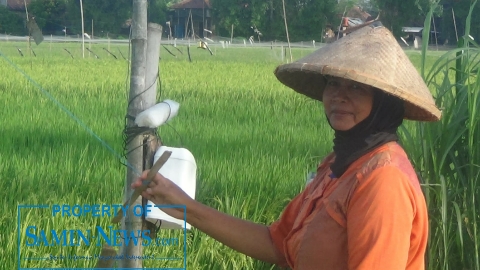 Rajin Mengusir Burung dan Merasa Bersyukur