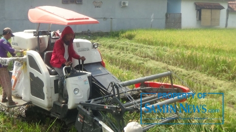 Awal Panenan di Pati; Harga Gabah Rp 5.000/Kg