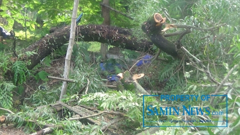 Pohon Akasia di Luar Pagar TPK Juwana Semalam Tumbang