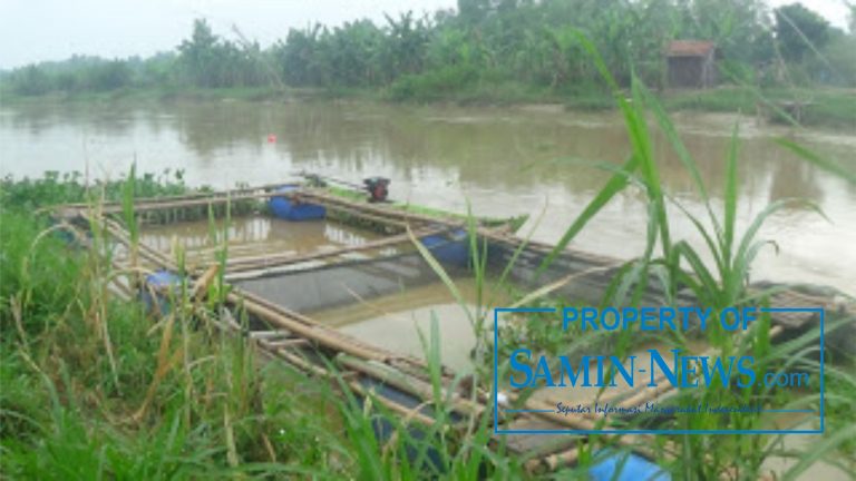 Memelihara Ikan Dalam Jala Terapung di Alur Kali Juwana