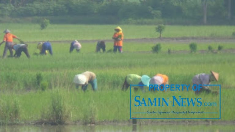 Kembali Mengulang Tanam Padi Gagal Lagi