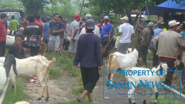 Pasar Kambing di Pasar Hewan Margorejo Mulai Menggeliat