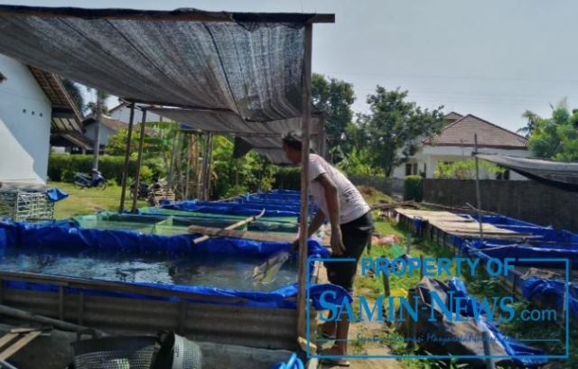 Sentra Pembibitan Ikan Lele di Tayu Disebut Kualitas Produknya Unggul