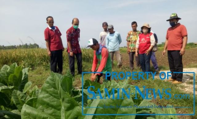 Ada Seluas 300 Hektare Tanah Penghasil Tanaman Tembakau di Pati