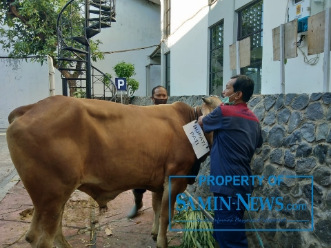 Hewan Kurban Sebelum Dipotong Dicek Kesehatannya