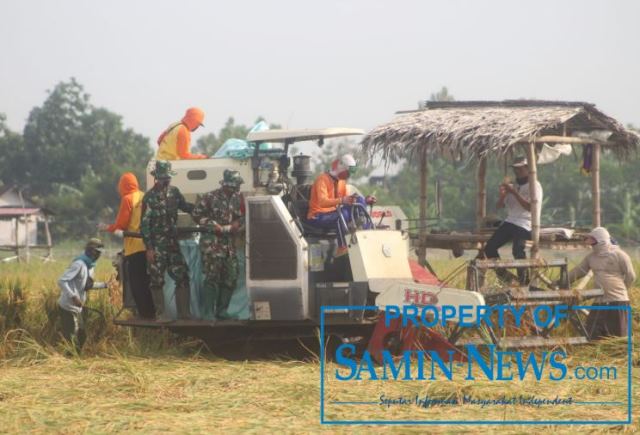 Jaga Ketersediaan Pangan, Kodim Pati Panen 7 Ton Padi