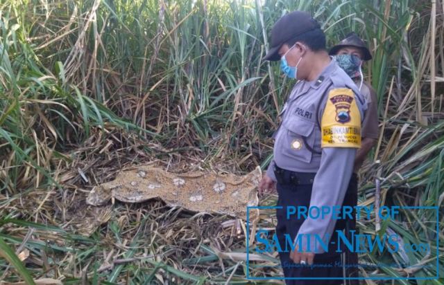 Heboh, Penemuan Mayat di Kebun Tebu Desa Pasucen