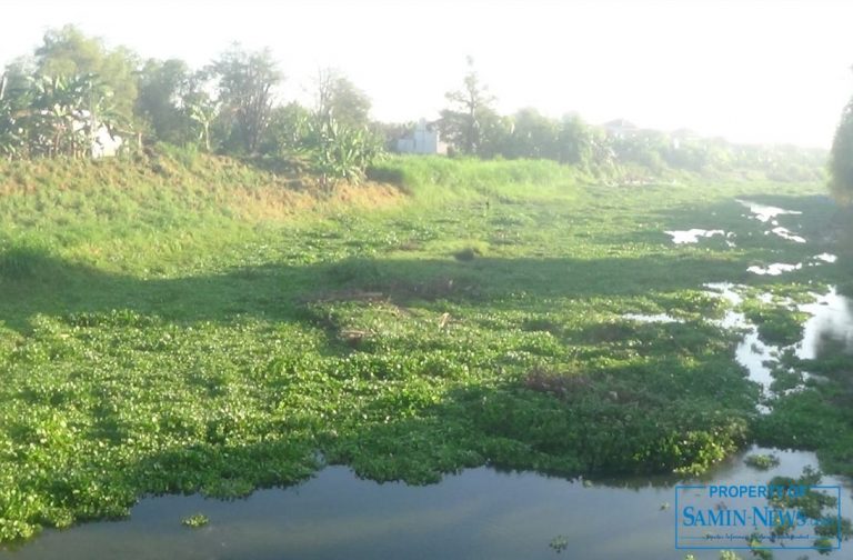Eceng Gondok Merumpun Berpotensi Dangkalkan Sungai