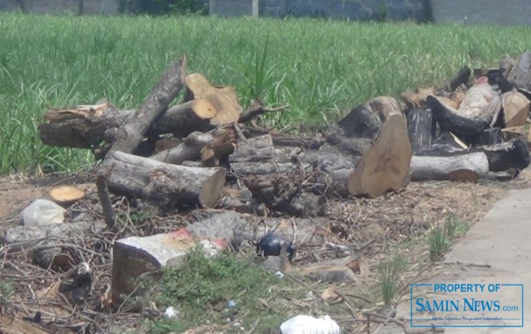 Kerugian Menebang Pohon Peneduh Masih Akan Terus Terasa