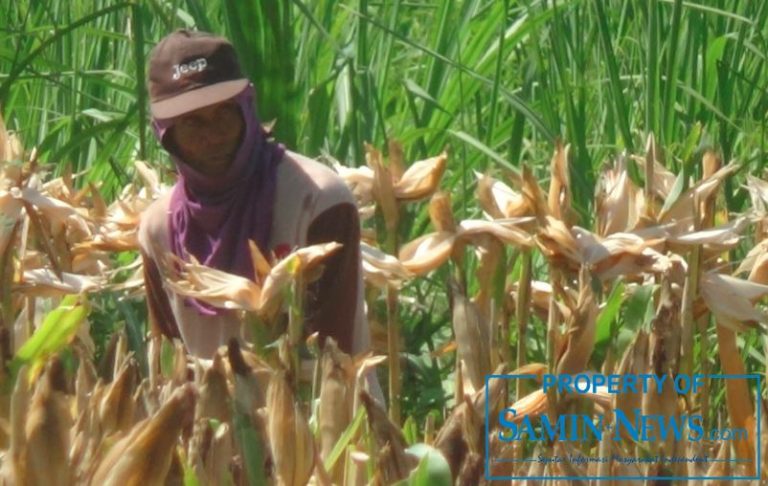 Petani Pati Selatan Panen Jagung