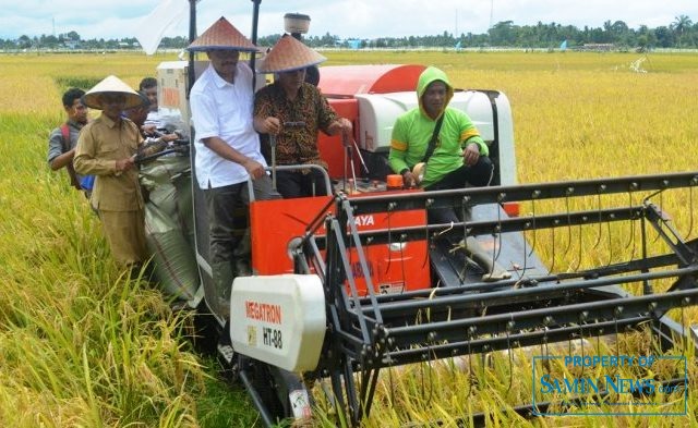 Ilustrasi : Mesin panen atau yang biasa disebut Combi yang sedang dioperasikan.