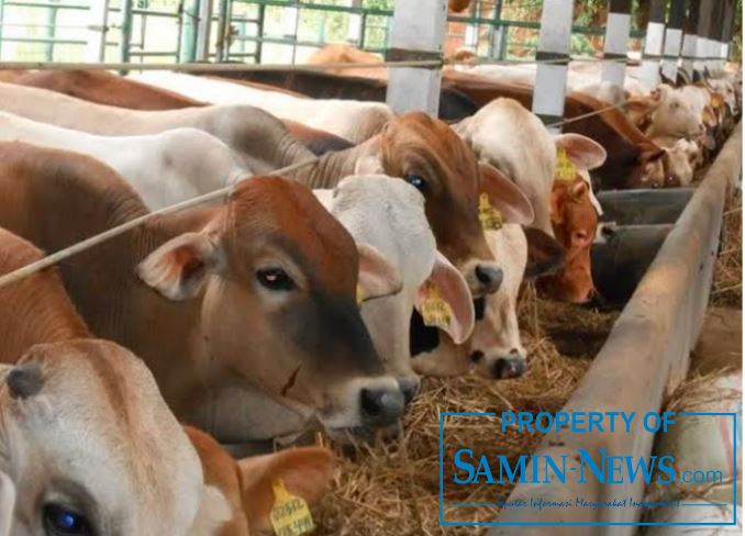 Kembangkan Pemberdayaan Lewat Peternakan Sapi