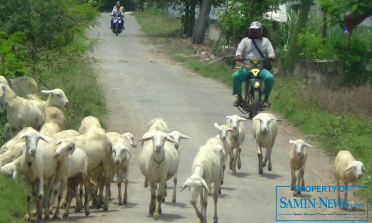 Kandang Tersentral Sebagai Solusi Bebagai Masalah Warga dan Piaraannya