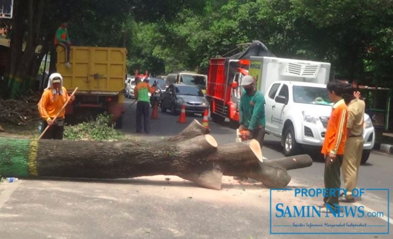 Musim Penghujan Datang, Dewan Pati : Perlu Langkah Antisipatif Terkait Pohon di Tepi Jalan