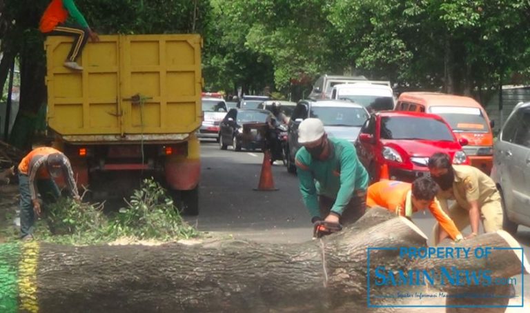 Pohon Tua Ditebang Antisipasi Tumbang di Musim Penghujan