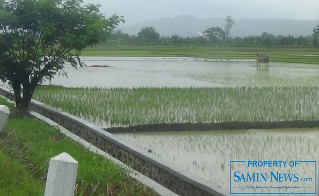 Untuk Tanam Padi Petani Harus Menyedot Genangan Air di Areal Persawahan