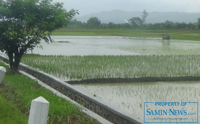 Drainase Asal-asalan yang Merugikan Petani Sekitar