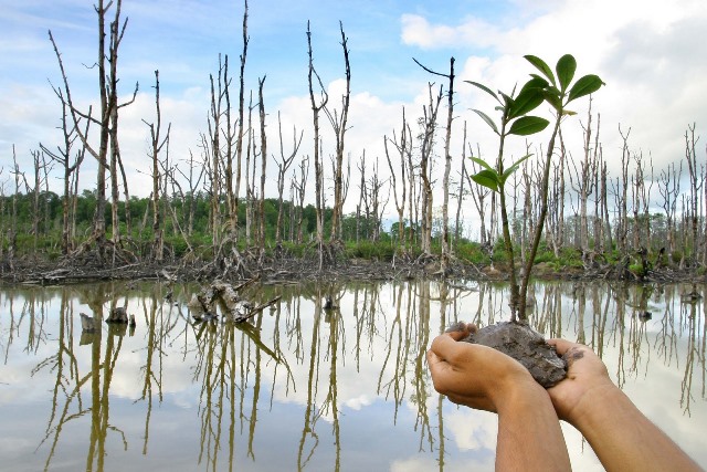 Tanam Mangrove Guna Jaga Ekosistem Garis Pantai