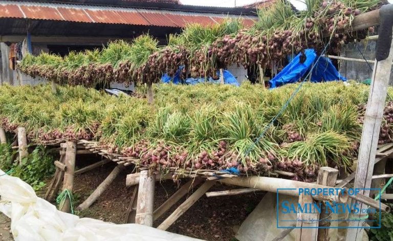 Kualitas Produksi Menurun, Petani Bawang Merah Desa Ngurensiti Alami Kerugian