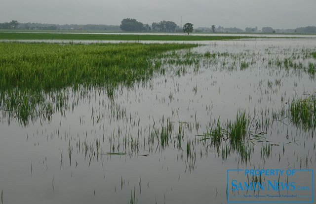 Akumulatif Data Kerugian Banjir di Pati Sampai Pekan Ini Capai Rp 12,6 Miliar