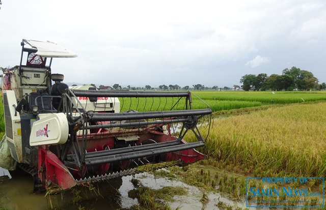 Petani di Lokasi Banjir Mulai Panen Padi untuk Dibawa Pulang