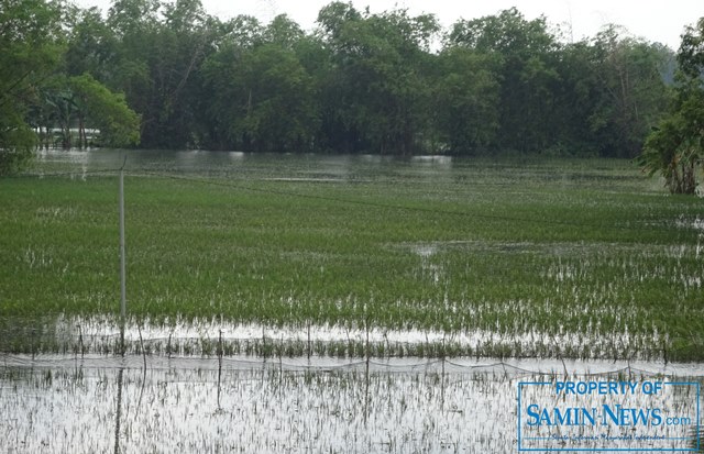 Ratusan Hektare Sawah di Pati Terendam Banjir