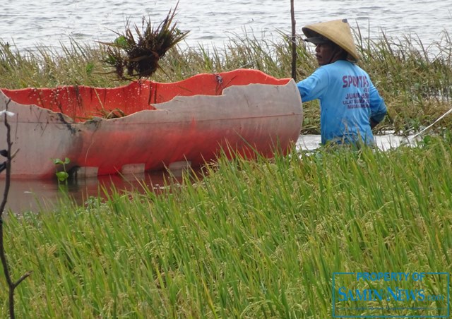 Lebih dari 2.000 Hektare Tanaman Padi Terancam Puso Akibat Banjir