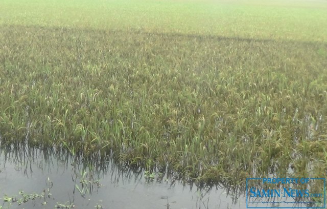 Banjir di Pati Genangi 11.270 Hektare Tanaman Padi Petani di Delapan Kecamatan