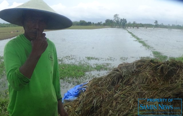 Panen Padi Sisa Rendaman Banjir dengan Bagi Hasil