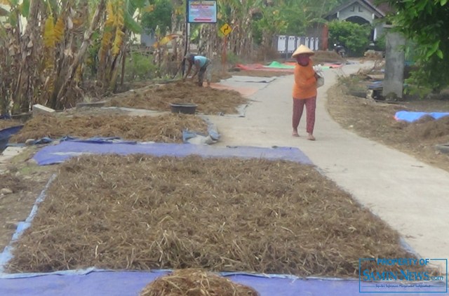 Mengais Bulir Padi Terendam Banjir yang Tak Laku Dijual