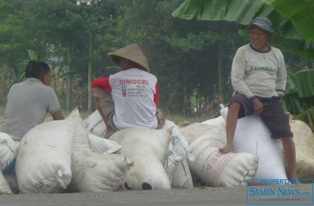 Awal Panenan Padi Harga Gabah Belum Bisa Dinikmati Petani Secara Maksimal