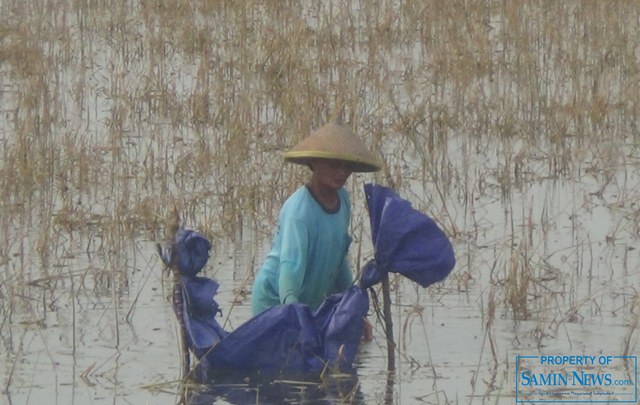 Kondisi Terakhir di Lokasi Terdampak Banjir; Petani Banyak Menderita Kerugian Material