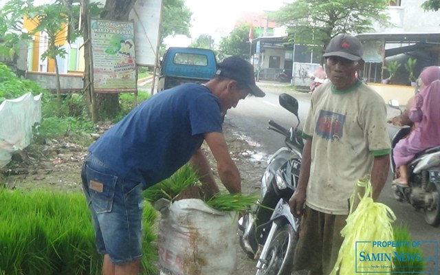 Penjual Bibit Padi Banyak Menolong Petani