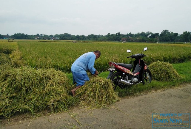 Selain Pakan Ternak, Jerami Padi Juga Bisa Menjadi Tambahan Pemasukan Petani