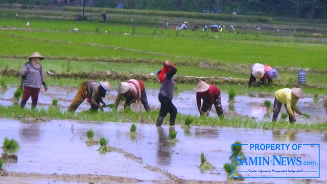 Greget dan semangat para petani di Pati, termasuk yang beberapa waktu lalu areal tanaman padinya tergenang banjir, kini mempersiapkan untuk melaksanakan tanam padi musim tanam (MT) kedua.(Foto:SN/aed)