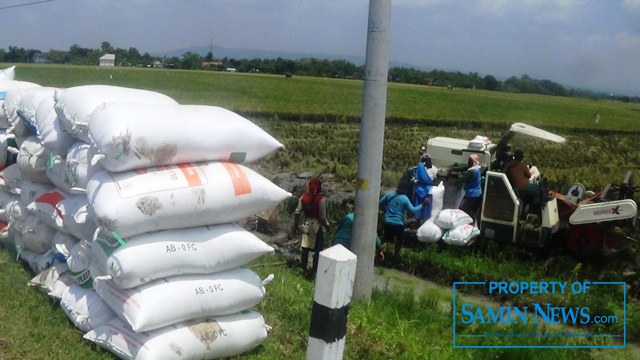 Puncak panen raya padi berlangsung di awal Maret 2021 dengan cuaca yang tidak terlalu ekstrem.(Foto:SN/aed)